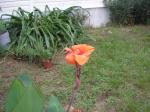 Orange Canna