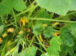 More squash is coming!