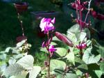 Hyacinth Bean Vine