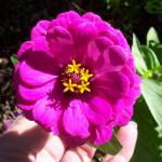 Purple Prince Zinnia