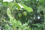 Passion Flower Vine and Fruit