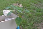 Purple Angel Trumpet growing in my old commode tank.