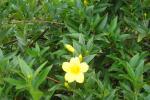 Carolina Jasmine