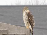 Cooper's Hawk