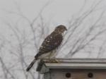 Cooper's Hawk