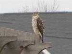 Cooper's hawk....