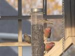 House finches....