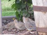 Mourning Doves...