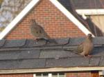 Mourning Doves