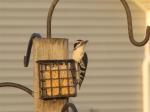 Hairy woodpecker