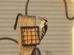 Hairy Woodpecker...