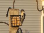 Hairy woodpecker