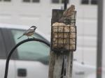 Chicadee and a sparrow...