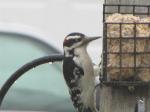 Hairy woodpecker