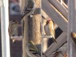 Common Redpoll