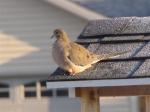 Mourning Dove