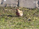 Common Redpoll