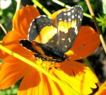 Unknown, but not a Red Admiral