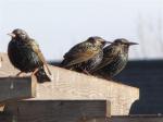 European Starlings