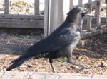 American Crow