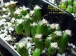 Echinocactus platyacanthus LK22-04