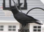 American Crow