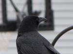 American Crow