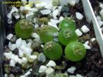 Lophophora fricii