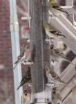 American Goldfinches and common redpoll