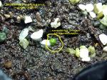 Blossfeldia liliputana 'subterranea' 