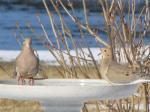 Mourning Doves