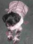 Oreo in hisfur collar coat