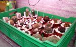 left Notocactus, middle&right Rebutia&Sulcorebutia