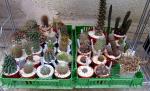 left Thelocactus, Parodia, Acanthocalycium, right Frailea, Cochemiea and others