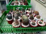 Coryphantha