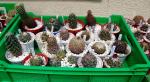 Coryphantha