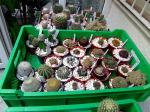 Notocactus, Rebutia, Sulcorebutia