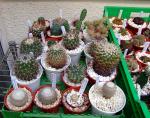 Epithelantha, Stenocactus and others