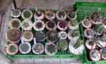 Matucana, Melocactus, Aztekium, Gymnocalycium and others