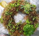 Moss Wreath planted with lewiisia and sedums