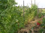 Peas just starting to mature