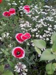 Poppies, Yarrow and Penstemon 'Huskers Red'