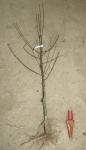 Bare Root Apple tree from www.grownforyou.co.uk