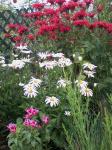 Monarda 'Garden Scarlet', Shasta Daisy and Clarkia amoea