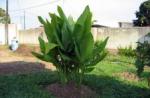 Turmeric plant