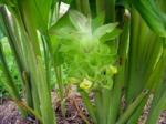 Turmeric flower