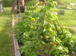 Mah runner beans