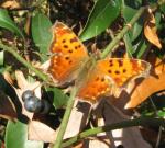 Eastern Comma