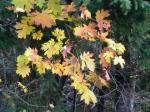 Big leaf maple in November