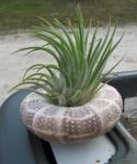 Air Plant in urchin shell